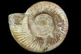 Perisphinctes Ammonite - Jurassic #90449-1